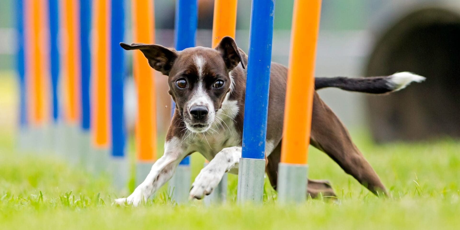A brown and white dog navigates through a series of blue and orange agility poles on a grassy field.