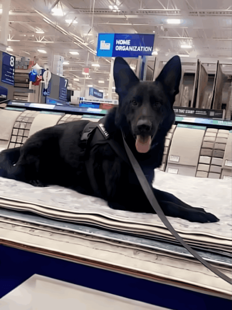 A black dog laying on top of a bed.