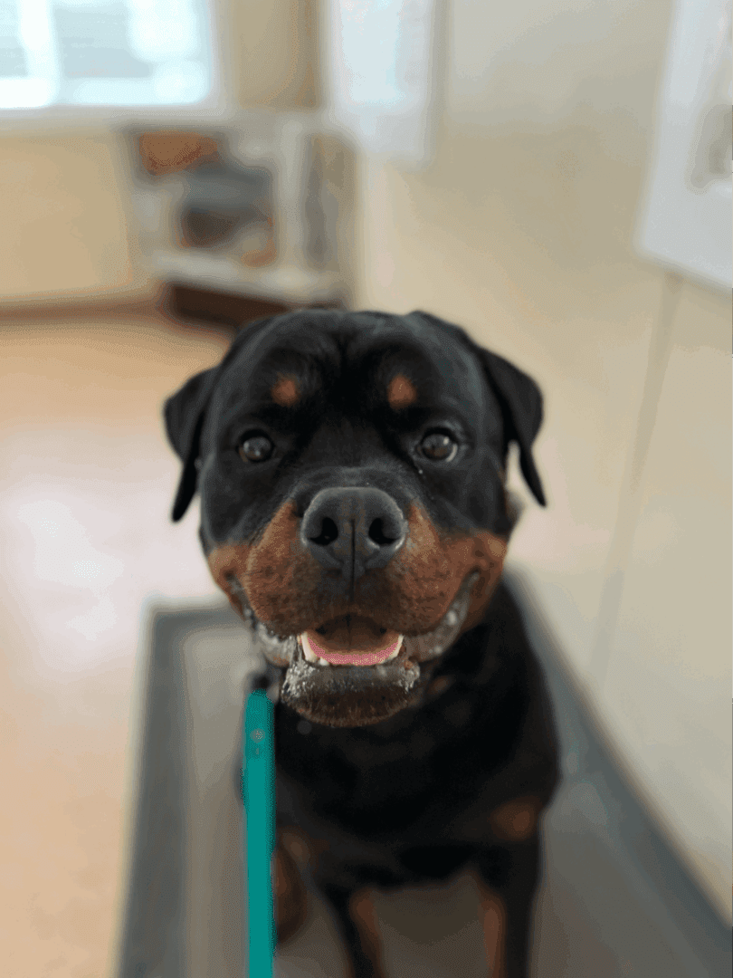 A dog with a blue leash sitting on the floor.