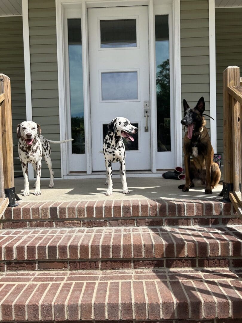 Three dogs sitting on the steps of a house.