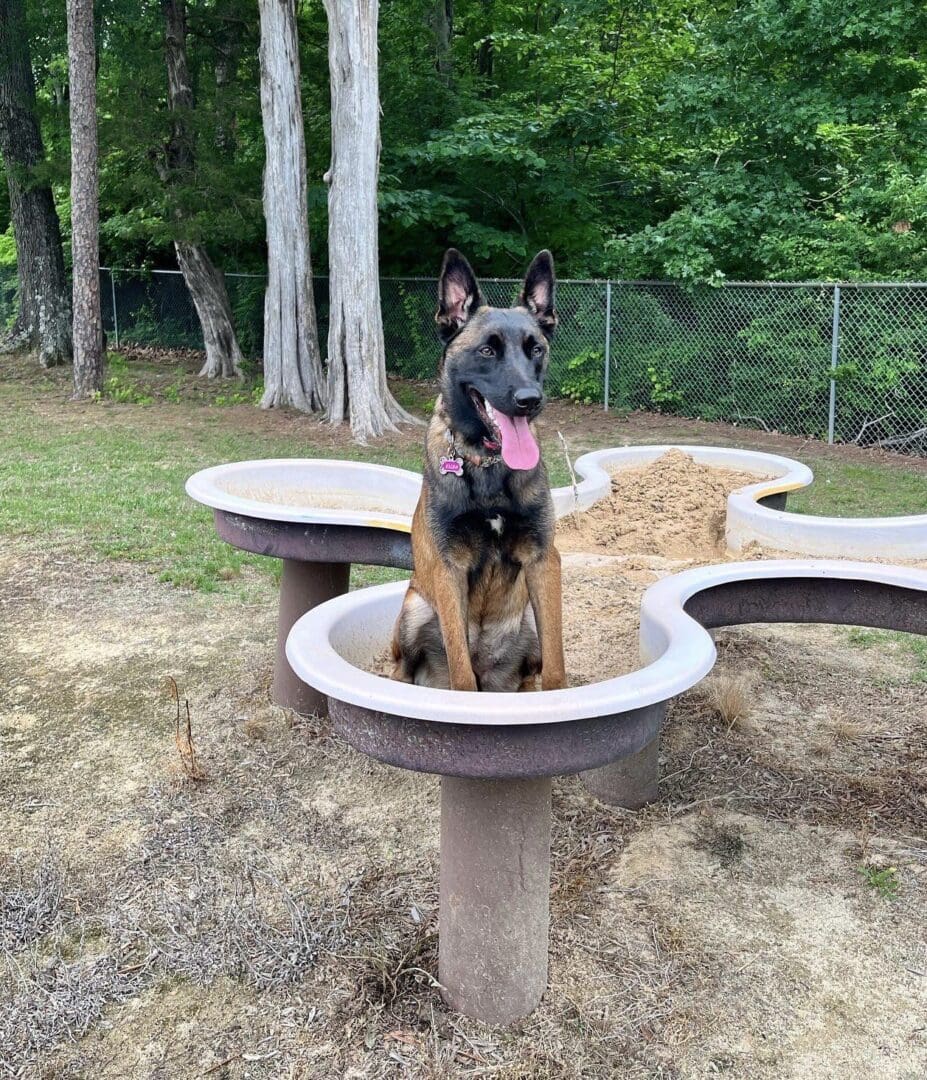 A dog sitting on a raised concrete platform in a park.