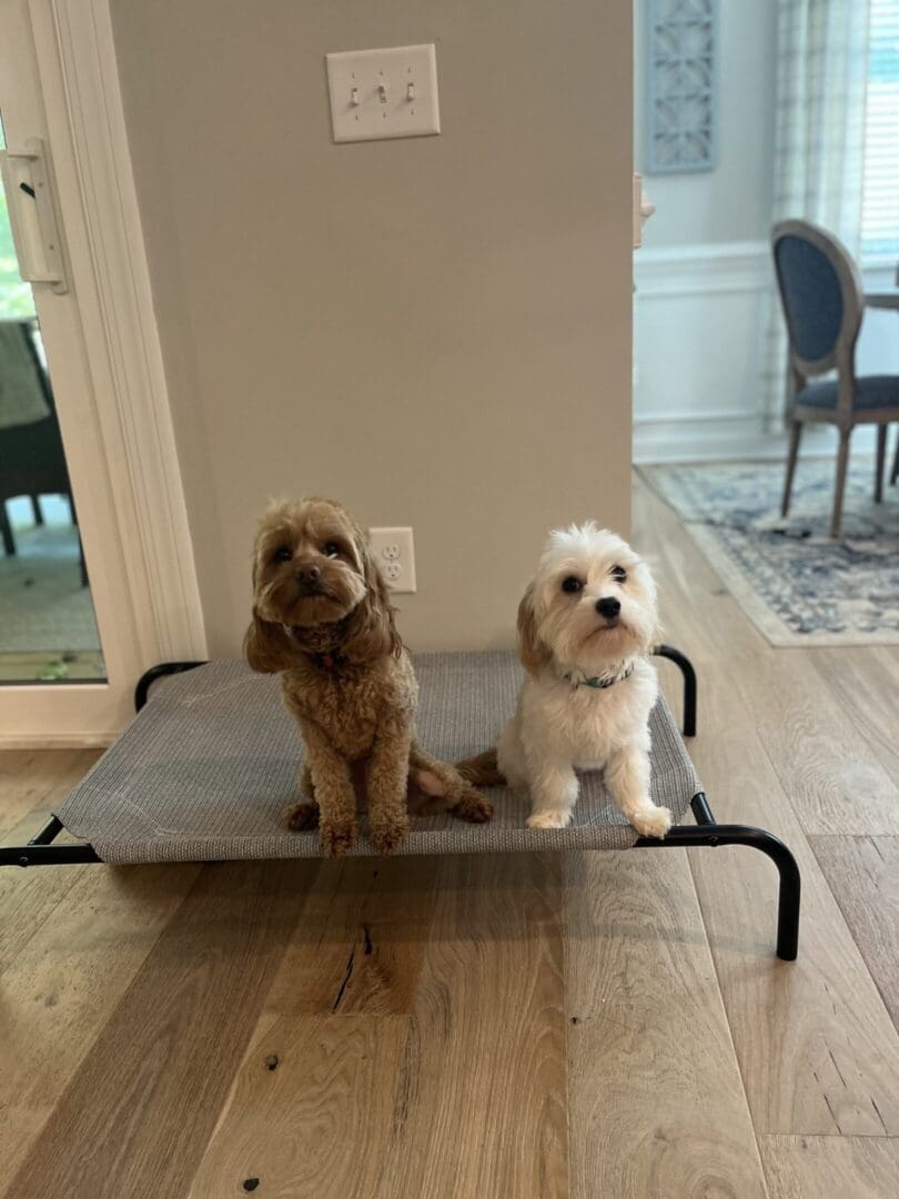 Two small dogs sitting side by side on a raised pet bed indoors.